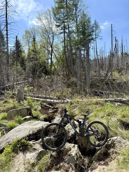 Ein Mountainbike steht auf Felsen in einer Waldlichtung. Der Hintergrund zeigt eine Mischung aus gesunden grünen Bäumen und toten Stämmen, mit blauem Himmel und hellen Wolken.