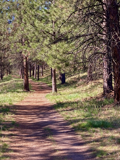 A wide (too wide) trail winds around tree in a pine forest where there’s minimal brush and the grass is green. The trail is tinted a reddish brown from the needles the larch trees shed the autumn before. The sky that’s barely visible through the branches is blue.