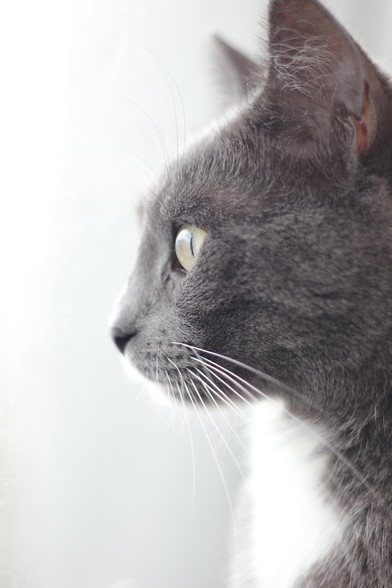 Gray cat in profile facing left, with focus on its eye and white whiskers. Soft lighting from the left creates a gentle contrast against a blurred, light background.