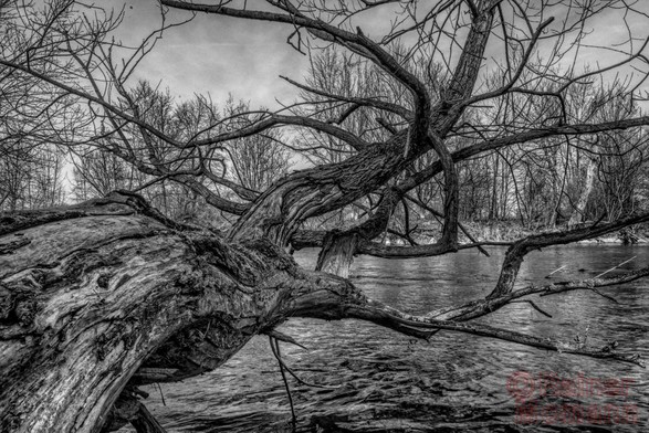 Schwarzweißfotografie im Format 3:2 waagerecht. Ein alter, knorriger Baum hängt, von links, schräg nach rechts, fast waagerecht mit seinem Stamm über der Wasserfläche eines Flusses. Die Kamera war bei der Aufnahme dicht am Stamm, der daher ist dieser im linken Teil, bis zur Bildmitte abgebildet und wird dann schnell dünner und verästelt, das Bild beherrschend immer mehr. Im Hintergrund ist das jenseitige Ufer mit hohen Bäumen zu erkennen.