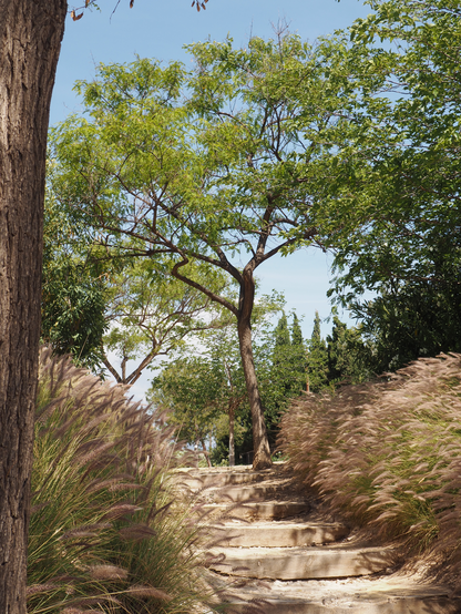 Hochkantfoto: zwischen Gräsern führt eine Treppe aus Holzbalken nach oben. In der Bildmitte ein kleiner Baum vor blauem Himmel, im Hintergrund weitere Bäume, links am Rand Teil eines Baumstammes.