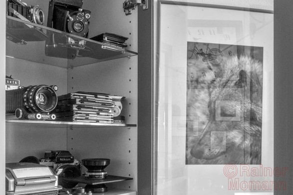 Schwarzweißfoto im Format 3:2 Landscape.
Eine geöffnete Vitrine. Links da Innere. Auf den Regalböden stehen mehrere analoge Kameras und Objektive. Außerdem liegen 4x5 Inch, 6x9cm Planfilmkassetten und eine Rollfilmkassette dazwischen. Rechts hinter der Glastüre hängt das Portrait eines Wolfes. Im Glas dieses Fotos spiegeln sich noch ein paar nicht zu definierende Fotos von der gegenüberliegenden Wand, sowie, fast nicht zu erkennen, eine Wanduhr, mit einem Fahrrad als Hintergrund.