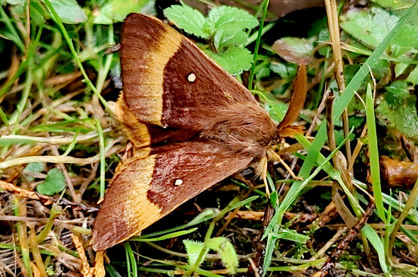 Bombyx du chêne mâle.