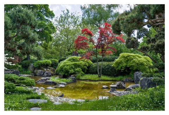The image depicts a Japanese garden. It features a tranquil pond with yellowish water surrounded by large stones and lush green plants. A tree with bright red leaves stands out, while other trees with needle-like leaves frame the scene. Small stone slabs serve as a path, and white flowers grow in the grass. A bird on the pond's edge adds life, and the light shines gently through the partly cloudy sky.