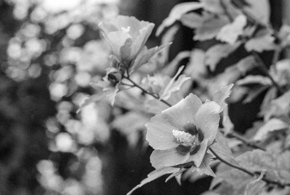Das Bild zeigt eine Nahaufnahme von Hibiskusblüten und Blättern in Schwarzweiß. Die Blüten sind hell und wirken zart, während die Blätter eine interessante Textur haben. Im Hintergrund ist ein Bokeh-Effekt zu sehen, der Unschärfe erzeugt und den Fokus auf die Blüten legt.