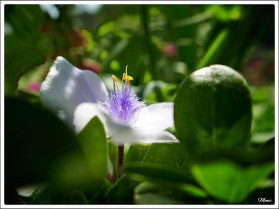 Bildbeschreibung:
Nahaufnahme einer weiß blauen Blüte der Tradeskantie, mit violetten Staub- und gelben Kronblättern.