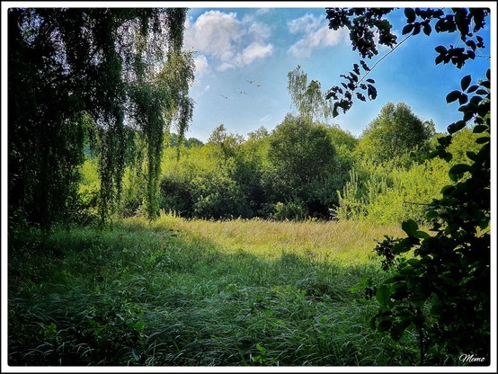 Bildbeschreibung:
Blick aus dem Schatten heraus auf eine Lichtung. Rundherum Büsche und Bäume vor einem kaum bewölktem Himmel.