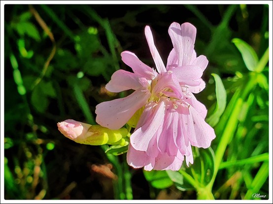 Bildbeschreibung:
Die rosafarbenen Blüten des Seifenkrautes.