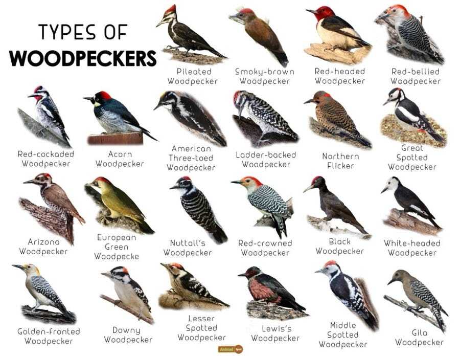 “TYPES OF WOODPECKERS” poster featuring 18 species Layout in a grid format: 3 rows of 6 woodpeckers. Featured woodpecker species include: Pileated,  Smoky-brown , Red-headed, Red-bellied, Red-cockaded, Acorn,  American Three-toed, Ladder-backed, Northern Flicker, Great Spotted, Arizona, European Green, Nuttall’s, Red-crowned, Black Woodpecker, White-headed, Golden-fronted, Downy, Lesser Spotted, Lewis’s Woodpecker, Middle Spotted and the Gila Woodpecker. The logo from creator reads “Factual Fun”