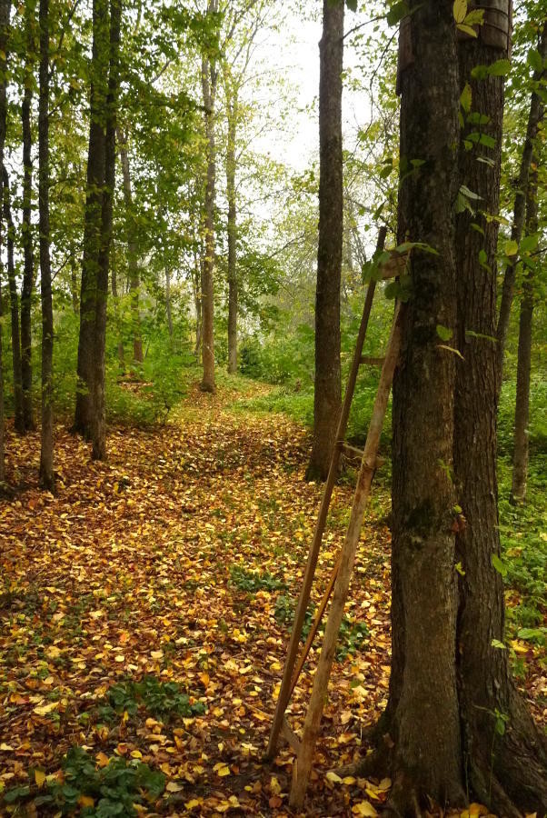 Forêt d'ormes.