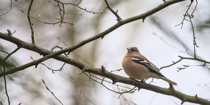 Pinson des arbres, sur une branche parmis les bourgeons naissants