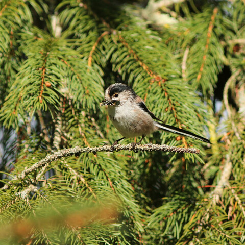 Mésange à longue queue sur une branche d'épicéa, tenant un morceau de lichen dans son bec.