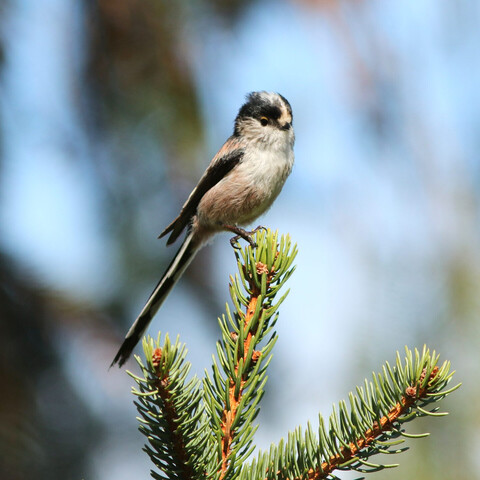 Mésange à longue queue sur une branche d'épicéa, tenant un morceau de fils de soie dans son bec.