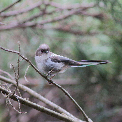 Juvénile de mésange à longue queue posé sur un branche de cyprès.