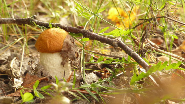 Un jeune bolet, large pied, petit chapeau, pousse feuilles mortes et branchettes en sortant de terre.
