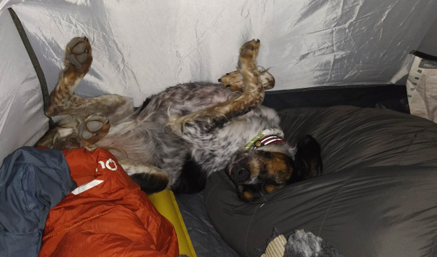 Kahuète dort dans une tente ; il est à nos pieds, couché entre deux duvets, sur le dos et les patounes en l'air.