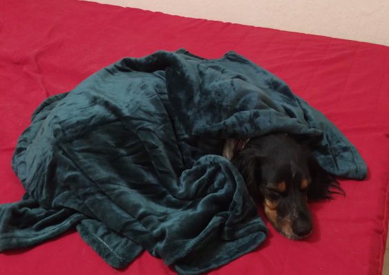 Kahuète emmitouflé dans son plaid, dort sur le canapé-lit avec sa nouvelle housse rouge.