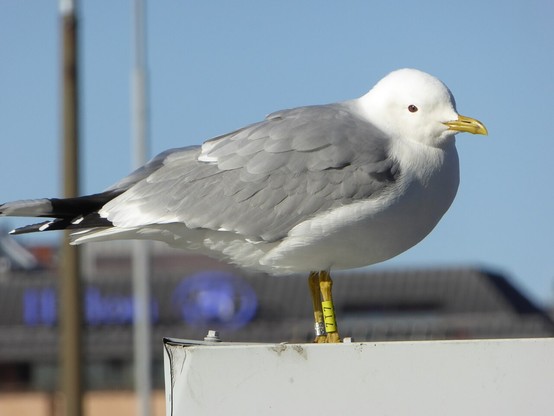 Seagull in Hakaniemenranta, Helsinki, looking at me from across the balcony