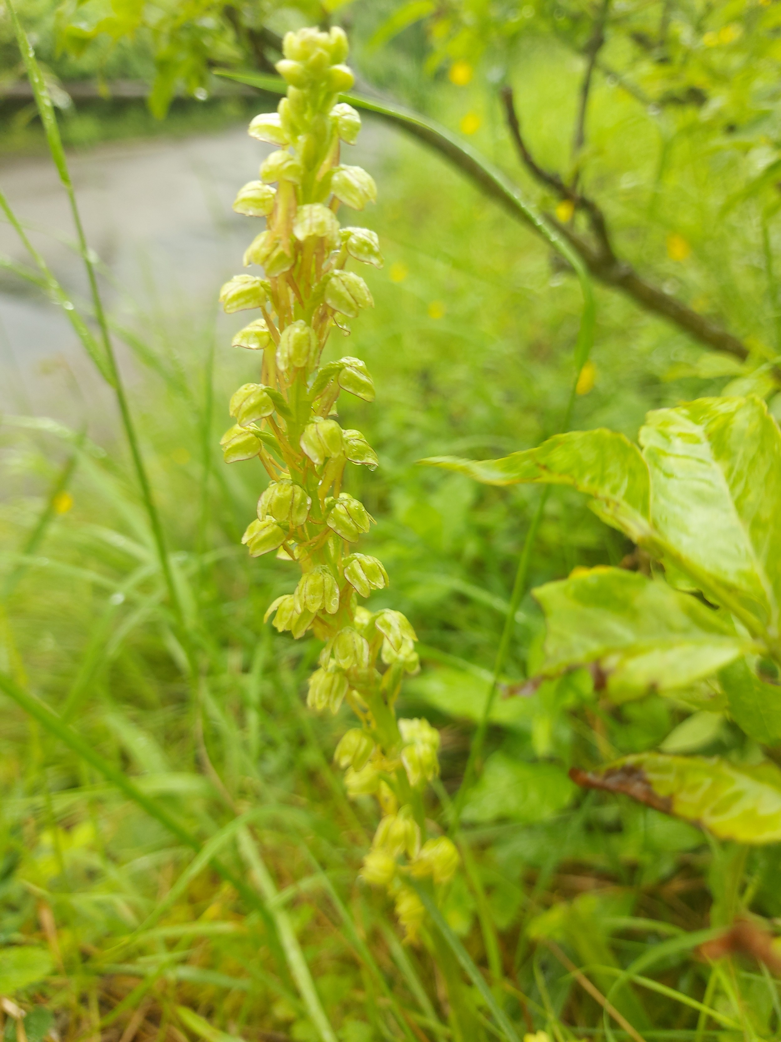 Un orchis de l'homme pendu