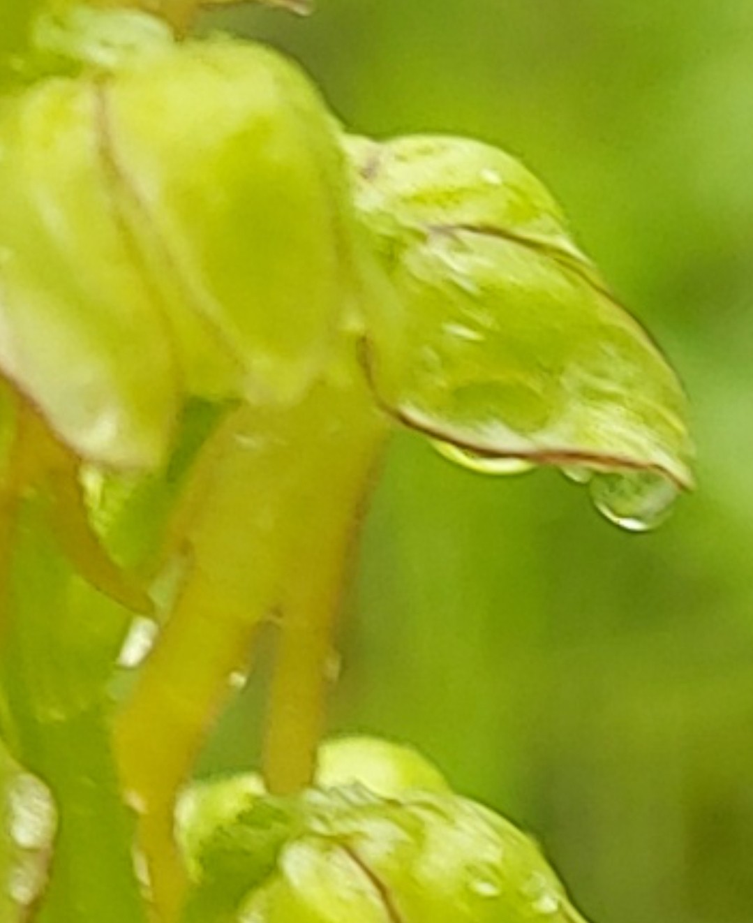 Gros plan sur un des "hommes pendus&quot; de cet orchis : on ne voit que ses deux &quot;jambes&quot;, la fleur est encore un peu trop jeune