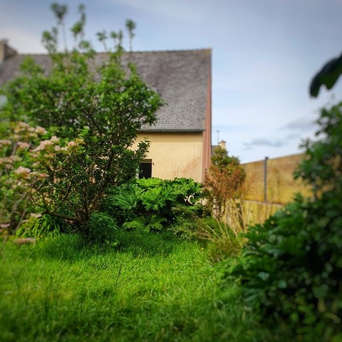 Vue sur un jardin. Herbe haute et fruitiers 