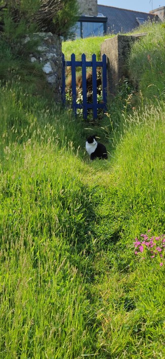 Chat noir et blanc assis sur un sentier couvert d'herbes en pente qui monte vers une barrière bleue. Au-delà, on devine le toit en ardoises d'une maison. Le sol en pente au premier plan est couvert d'herbes hautes, essentiellement des graminées, avec un bouquet de fleurs couleur fuchsia en bas à droite