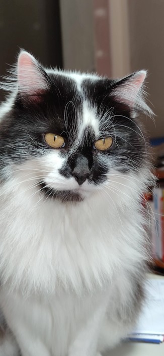 Oskar, chat noir et blanc au long pelage assis sur la table.
