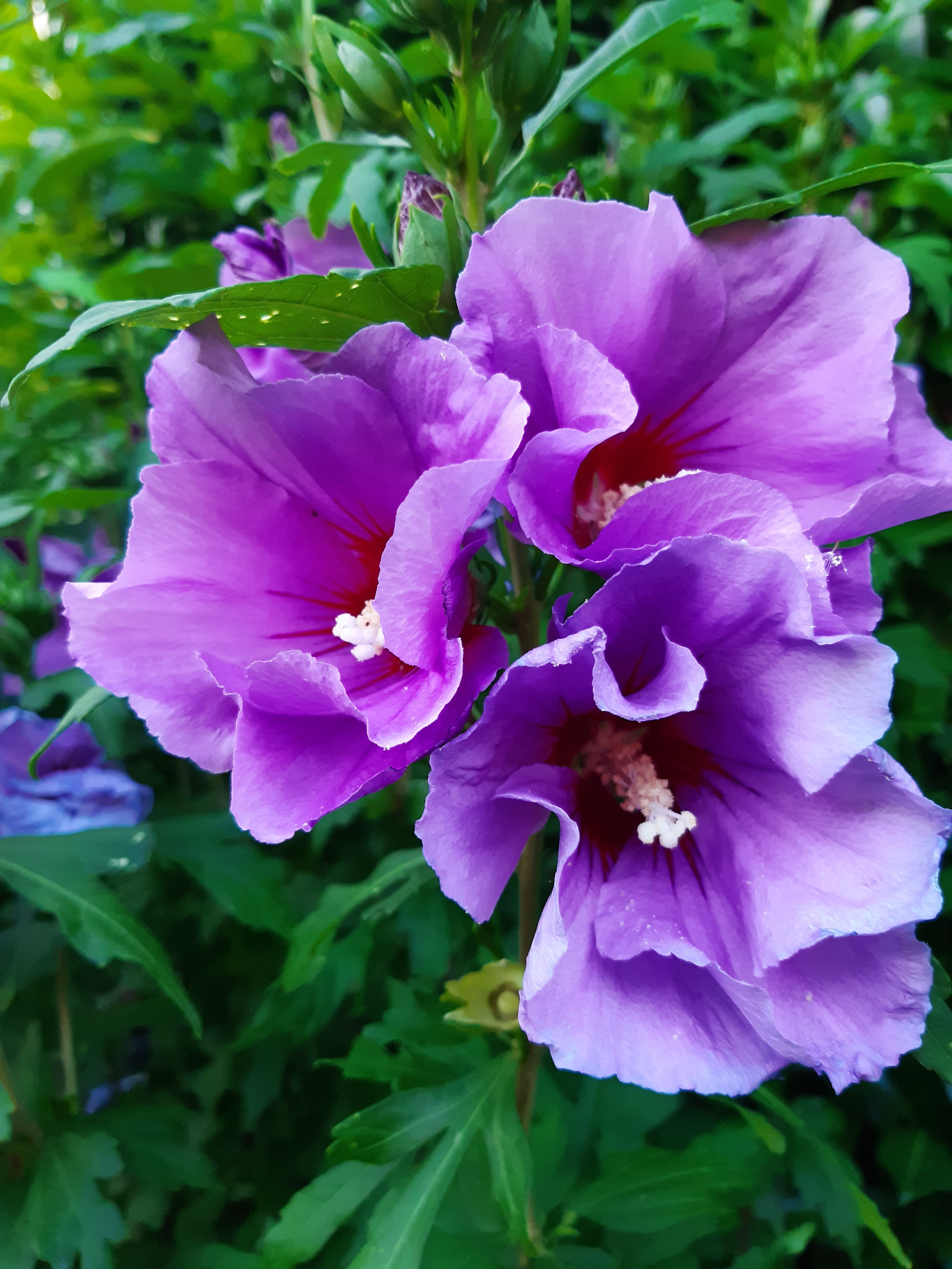 Gros plan sur 3 fleurs d'althéa roses et violettes avec un pistil jaune. Très veloutées. 