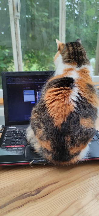 Pimprenelle, chatte couleur écaille de tortue, me tourne le dos en s'asseyant avec autorité sur le clavier de mon ordinateur portable. 