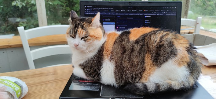 Pimprenelle est maintenant totalement couchée sur l'ordinateur, elle me fait face.