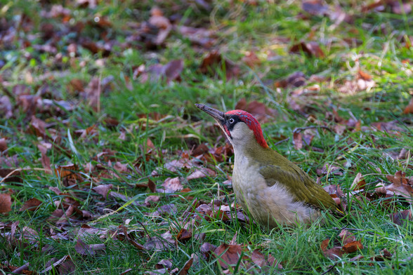 A green woodpecker on grassy ground with scattered fallen leaves