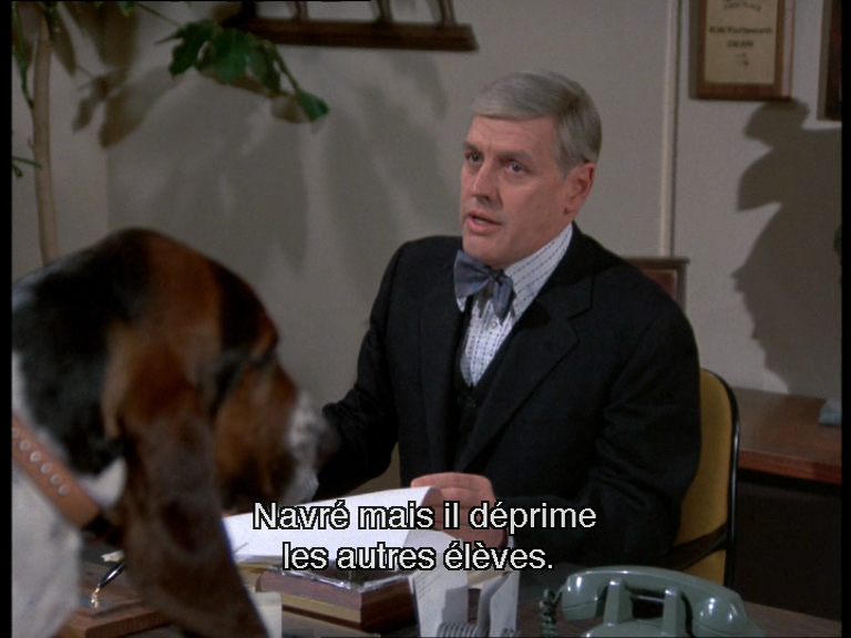 le chien dépressif de Columbo qui déprime les autres chiens de l'école pour chiens