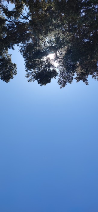 Vue du zénith, ciel uniformément bleu, des branches de sapins cachent le soleil