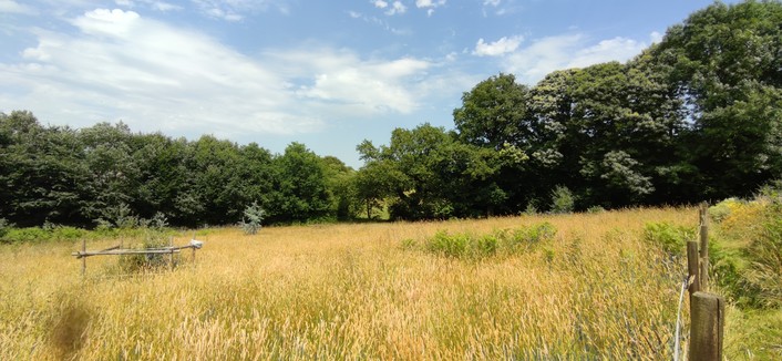 Champ d'herbes hautes avec quelques plantations d'arbres. Le bas du terrain est visible à gauche. À droite, une haie bocagère de grands arbres cache derrière un petit sous-bois.