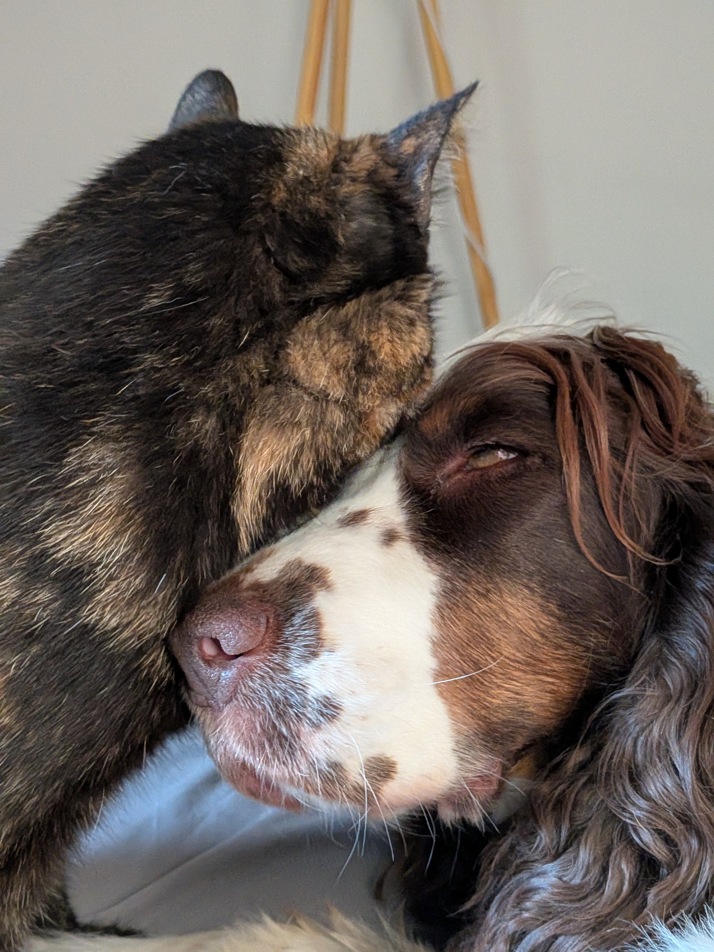 Gros câlin, la cocker ferme les yeux