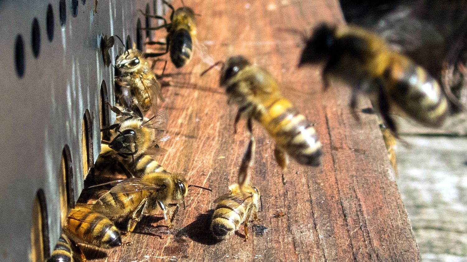 Quelques abeilles à l'entrée d'une ruche. Quelques abeilles à l'entrée d'une ruche.
