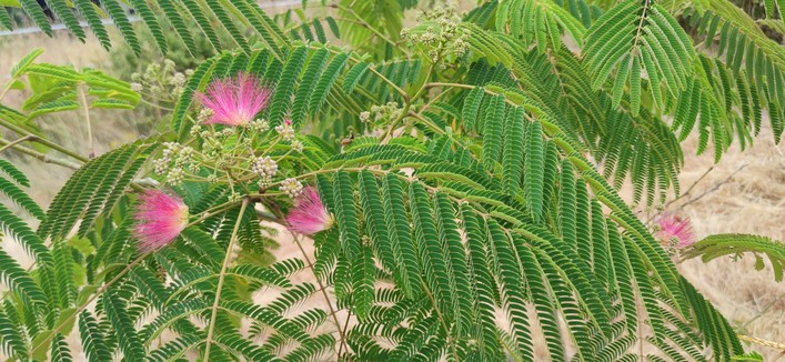 Plumeaux roses de fleurs d'albizia en train de s'ouvrir