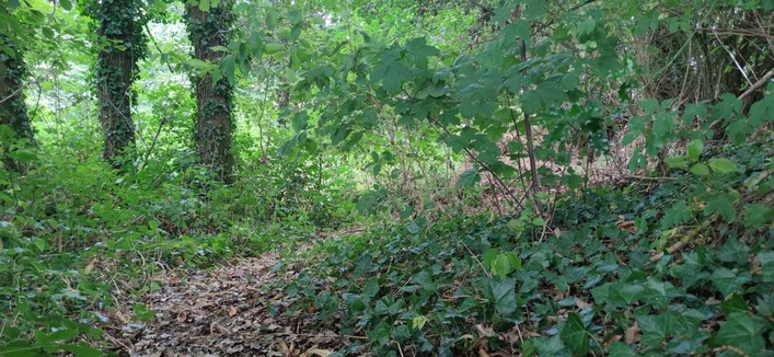 Sentier dans un sous-bois