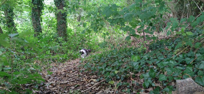 Le même sentier, au loin apparaît Oskar, chat noir et blanc