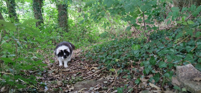 Oskar est maintenant tout proche, suivant toujours le sentier sinueux