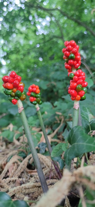 Dans un sous-bois, quatre branches d'arum portent à leur extrémité des grappes de fruits rouges arrivant bientôt à maturité.