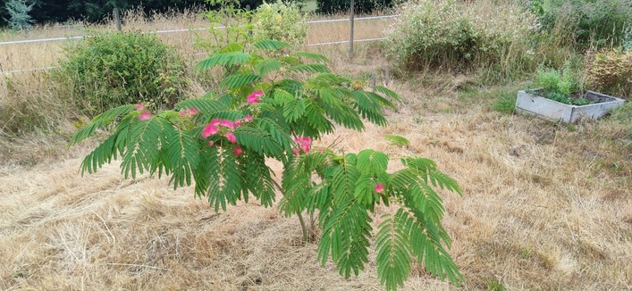 Jeune albizia en fleurs sur un coin de prairie grillé par le soleil