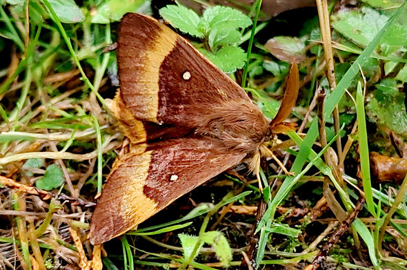 Bombyx du chêne mâle