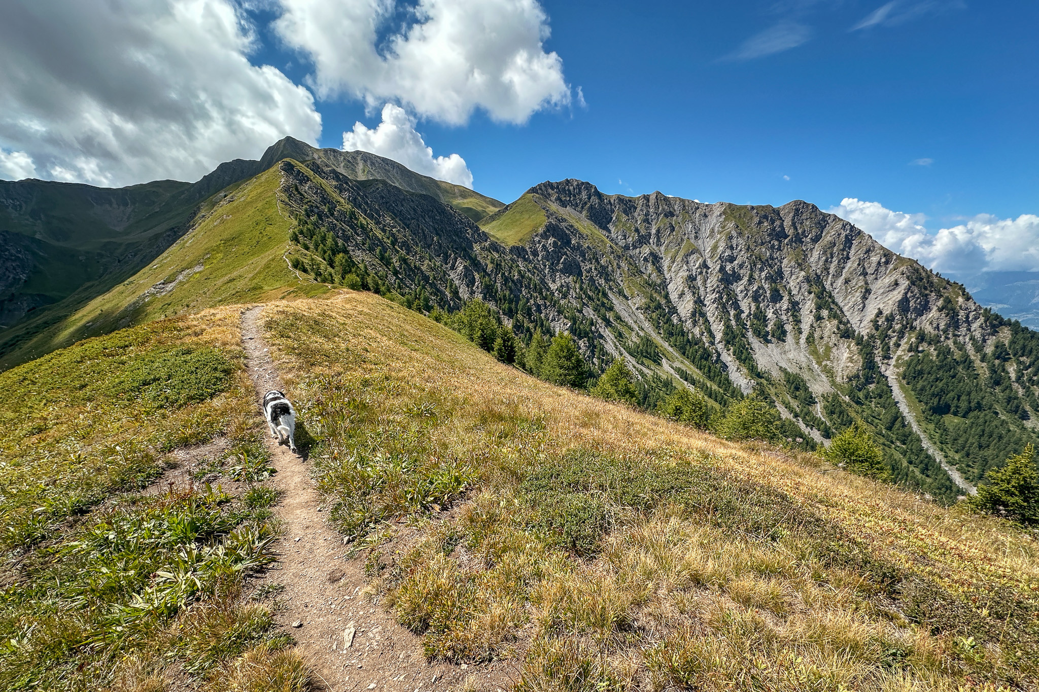 Un chien noir et blanc sur le sentier qui suit la ligne de crête montagneuse jusqu’au sommet du mont Jovet