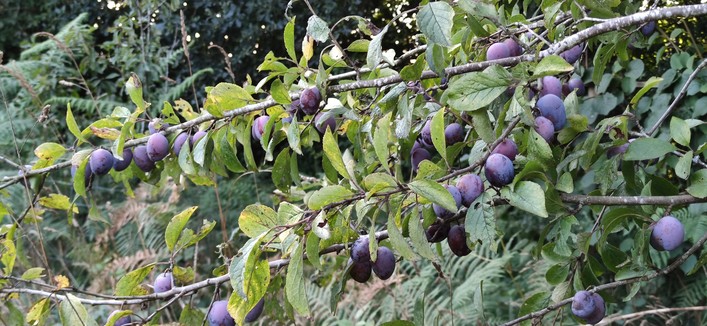 Une branche de prunier couverte de fruits. 