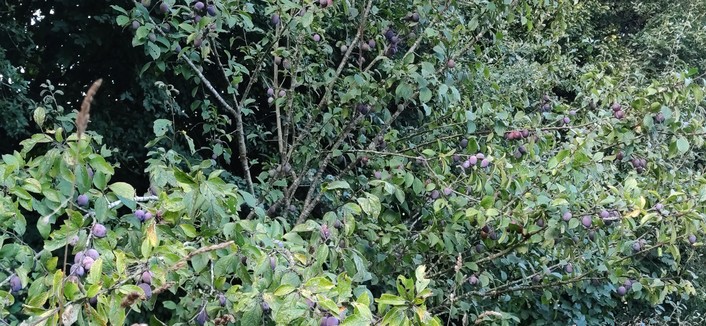 Vue générale du prunier couvert de fruits en train de mûrir