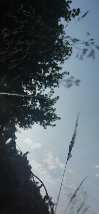 Allongé dans l'herbe à l'ombre d'un noisetier, ciel bleu.