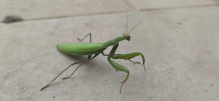 Mante religieuse sur la défensive sur le carrelage.