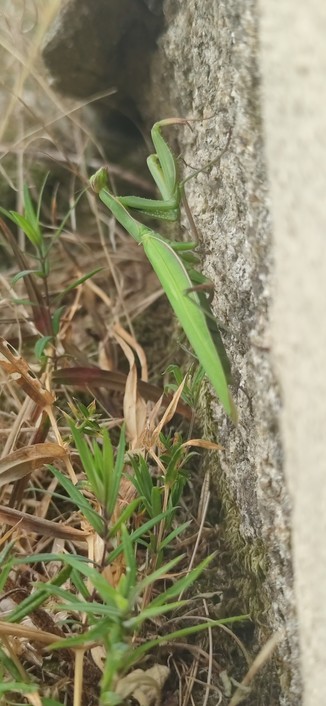 Opération camouflage, contre le mur de pierre sur fond d'herbes sauvages
