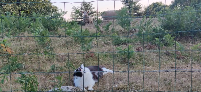 Le chat pense est paisiblement couché sur l'herbe rase d'un enclos à moutons. En arrière-plan, des brebis l'observent.